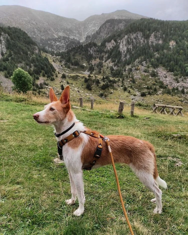 Woolly Wolf - Recycled Rope Dog Lead - Honey Ginger - Image 4