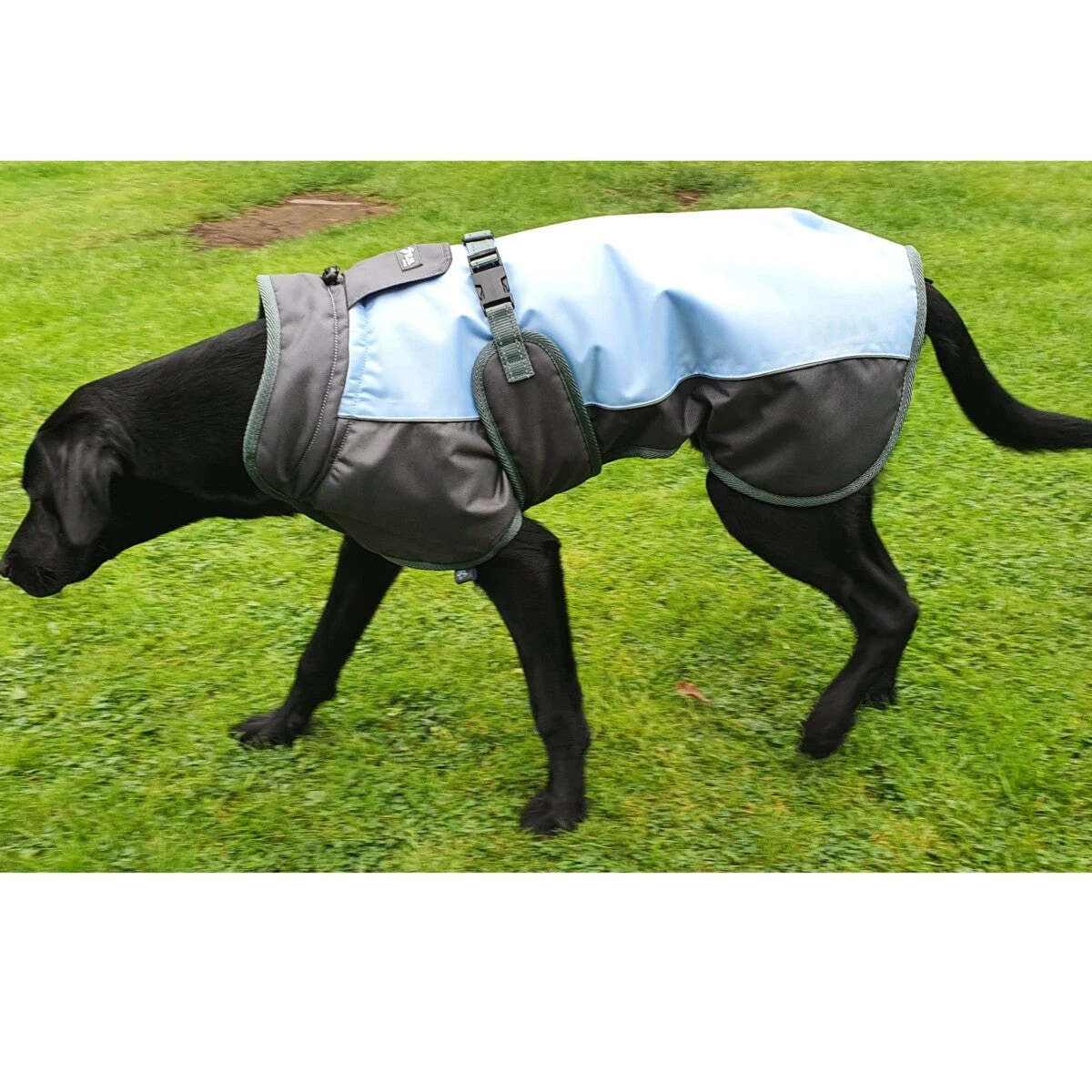 Henry Wag - Waterproof Dog Coat - Image 2