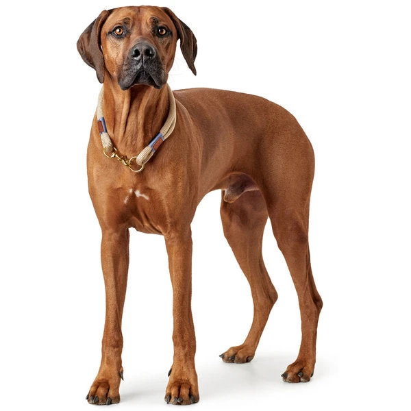 Hunter - Sansibar Rantum Dog Collar - Beige - Image 4