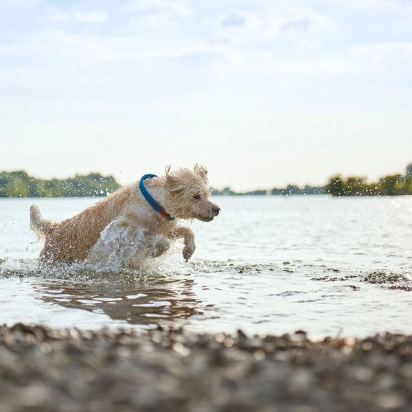 Hunter - Oss Rope Dog Collar - Blue - Image 4