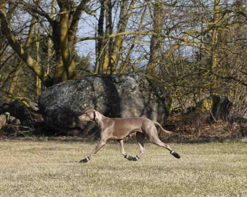 RUKKA - Dog Proff Shoes - Black - Image 3