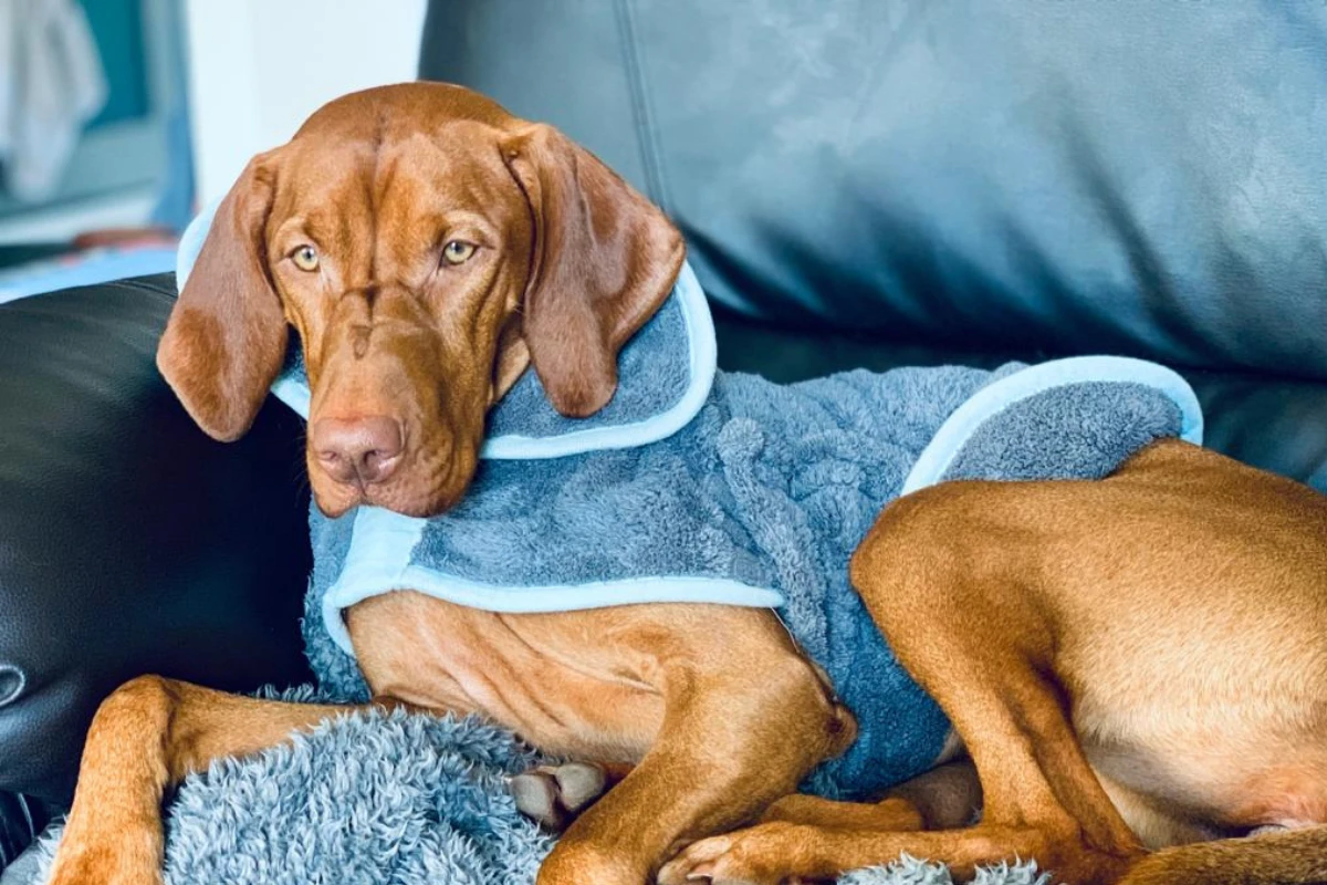 Henry Wag - Microfibre Dog Drying Coat - Image 4