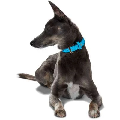 Hunter Softie Collar – Turquoise/Black - Image 2