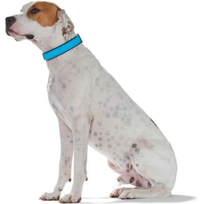 Hunter Softie Collar – Turquoise/Black - Image 3