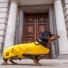 Country & Twee - Mustard Waxed Dachshund Coat