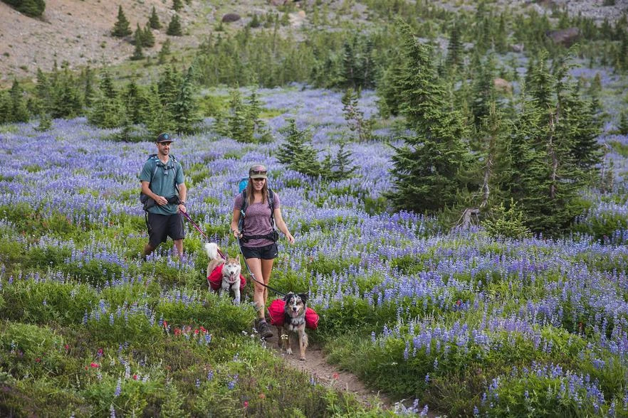 Ruffwear Palisades Pack Dog Harness - Image 5