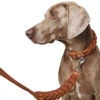 Hunter Leash Solid Education Chain