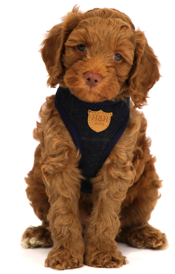 Hugo & Hudson - Navy Checked Tweed Dog Harness