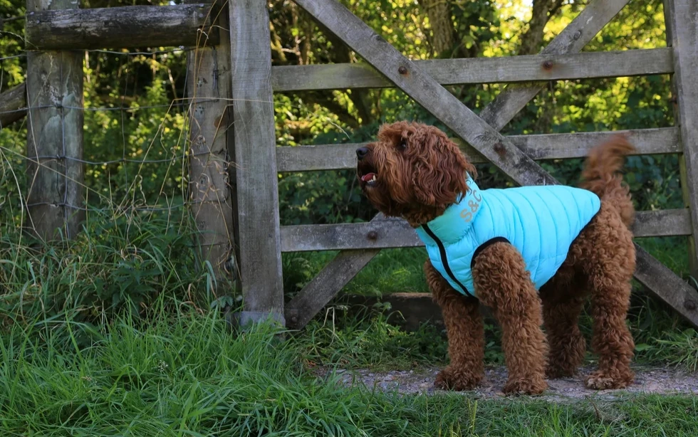 Hugo & Hudson Aqua & Grey Puffer Jacket - Image 2