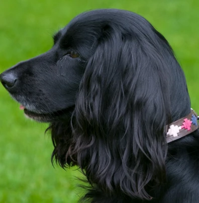 Pioneros Polo Dog Collar Pampa Cross - Berry/Navy/Pink - Image 2