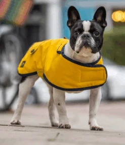Country & Twee - Yellow Waxed French Bulldog Coat