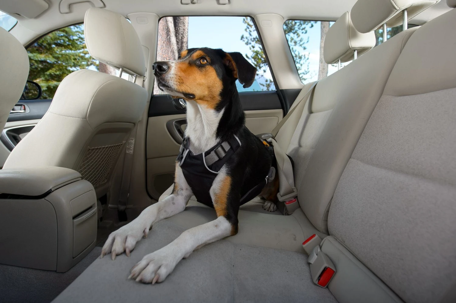 Ruffwear - Load Up Dog Car Seat Belt Harness - Obsidian Black - Image 5