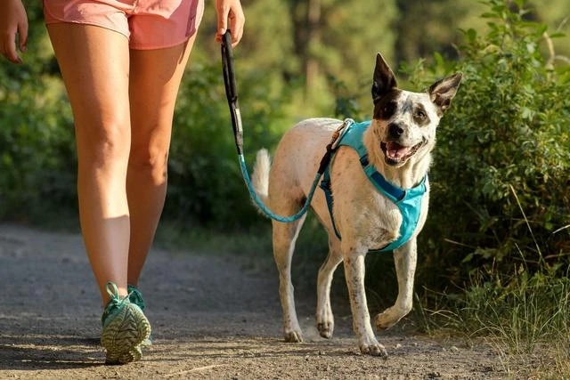 Ruffwear - Hi & Light Harness - Blue Atoll - Image 4