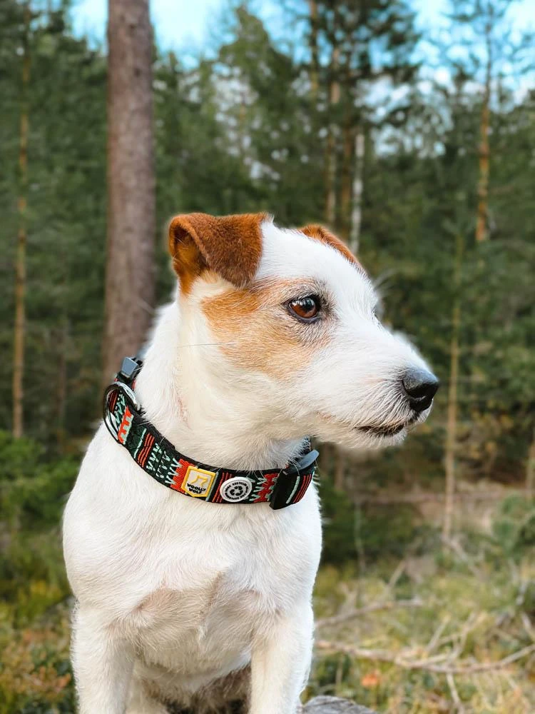 Woolly Wolf - Woodland Dog Collar - Image 2
